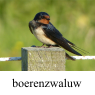 IMG_boerenzwaluwklein