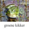 groene-kikker-klein