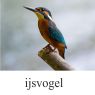 ijsvogel-klein