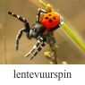 lentevuurspin-klein