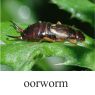 oorworm-klein