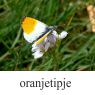 oranjetipjeklein