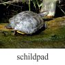 schildpadklein