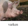 varkenklein