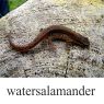 watersalamanderklein