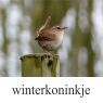 winterkoninkjeklein